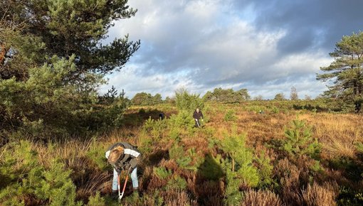 Vrijwilligers helpen heide te behouden